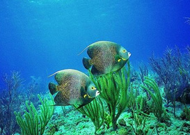 環(huán)境影響評(píng)價(jià)、排污許可證、應(yīng)急預(yù)案